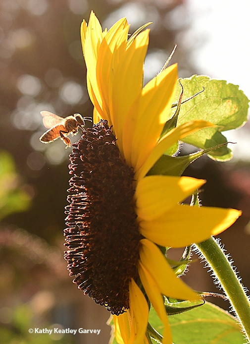 A honey bee heading toward an east-facing sunflower in Vacaville, Calif. (Photo by Kathy Keatley Garvey)