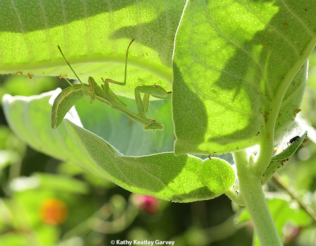 A praying mantis lurking beneath a leaf of the showy milkweed, Asclepias speciosa, in a Vacaville, Calif. garden. (Photo by Kathy Keatley Garvey)