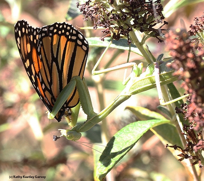 Yes, monarchs are on the menu of the praying mantis. They polish of everything but the wings. This archived image is from Sept. 29, 2015. (Photo by Kathy Keatley Garvey)