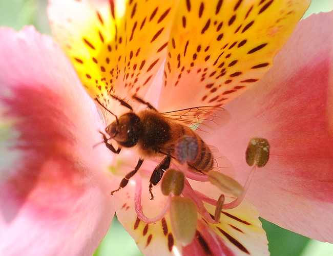 A touch of Hawaii--a honey bee on a lily. (Photo by Kathy Keatley Garvey)