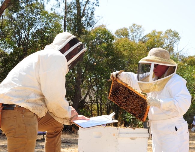 Cheryl Veretto was first in line to take the California Master Beekeeper Program practical test administered in September 2016. With her is UC Davis research associate Charley Nye, CAMBP examiner and manager of the Laidlaw facility. (Photo by Kathy Keatley Garvey)