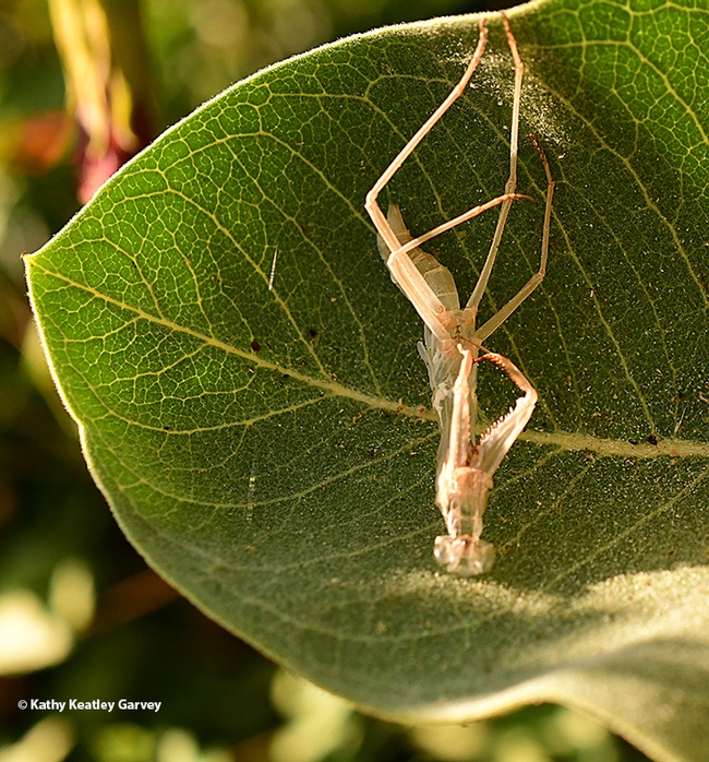 The exoskeleton that the praying mantis just shed is lying on a milkweed leaf. (Photo by Kathy Keatley Garvey)