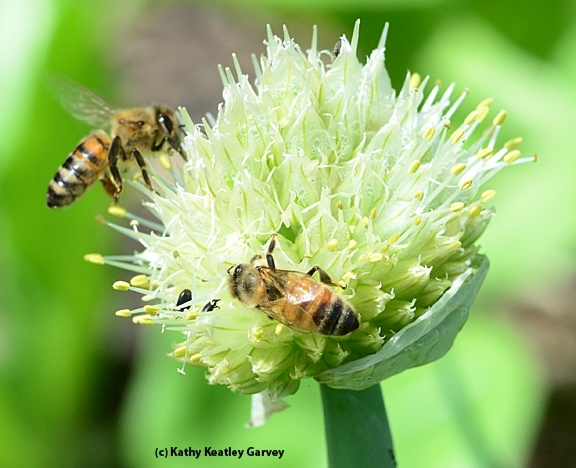 Honey bees pollinating an onion umbel (flowering head). (Photo by Kathy Keatley Garvey)