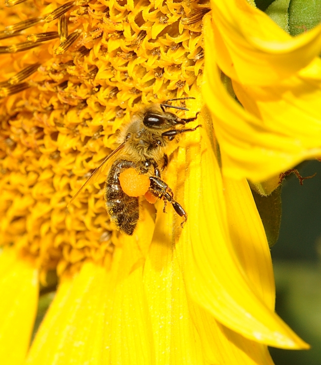 Honey bee pollinating a sunflower blossom. (Photo by Kathy Keatley Garvey)