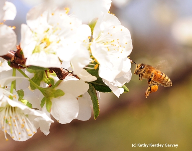 Honey bee heading toward a plum blossom. (Photo by Kathy Keatley Garvey)