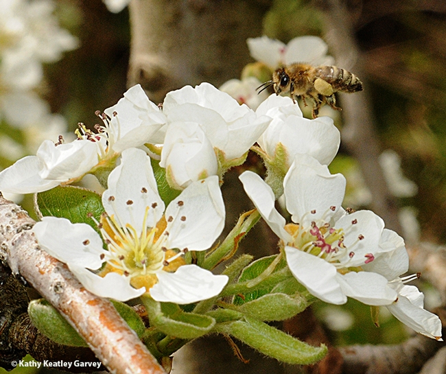 Honey bee pollinating pear blossoms. (Photo by Kathy Keatley Garvey)