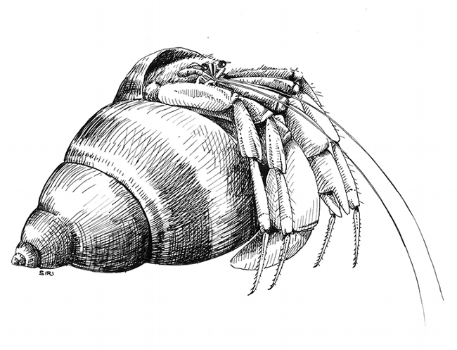 This is a hairy hermit crab, Pagurus hirsutiusculus, that teenager Lynn Siri sketched as part of her San Francisco Bay project. (Illustration by Lynn Siri Kimsey)
