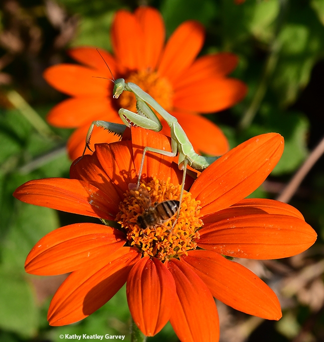 Hey, I'm here! The praying mantis surveys her surroundings. Note: this bee did not become breakfast. (Photo by Kathy Keatley Garvey)