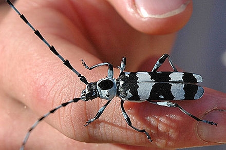 Banded Alder Borer (long-horned beetle) (Wikipedia Photo)