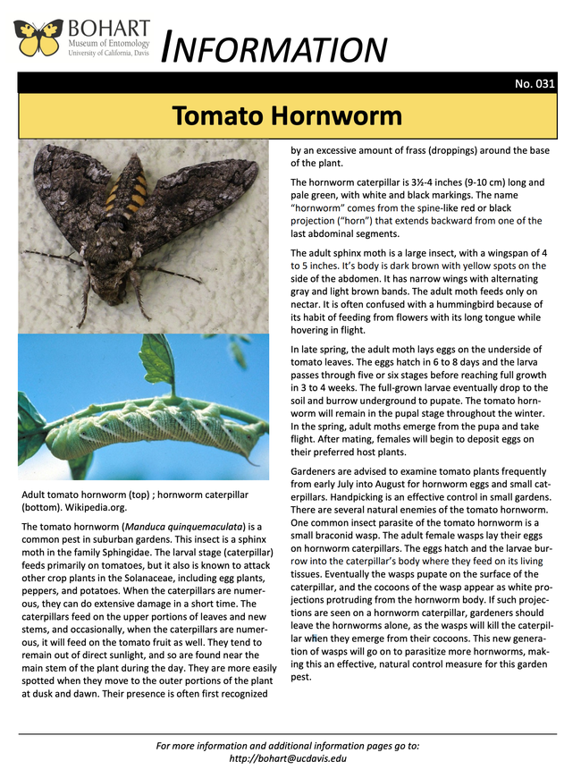 Bohart Museum of Entomology information sheet about hornworms.