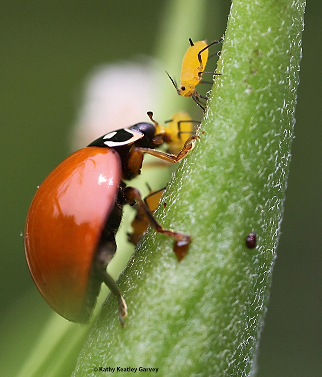 A lady beetle, aka ladybug, munches on an aphid, as another aphid looks as if it's waiting its turn to be eaten. (Photo by Kathy Keatley Garvey)