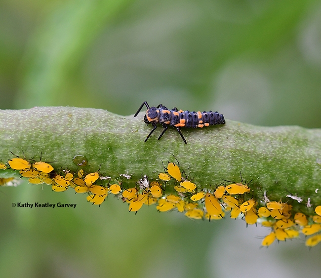 The larva of a lady beetle will also eat its share of aphids. (Photo by Kathy Keatley Garvey)
