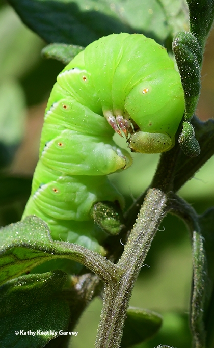 A tomato hornworm can do extensive damage to tomato and pepper plants. (Photo by Kathy Keatley Garvey)