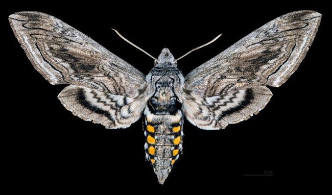 The tomato hornworm turns into a  sphinx moth or hummingbird moth (family Sphingidae). (Wikipedia Photo)
