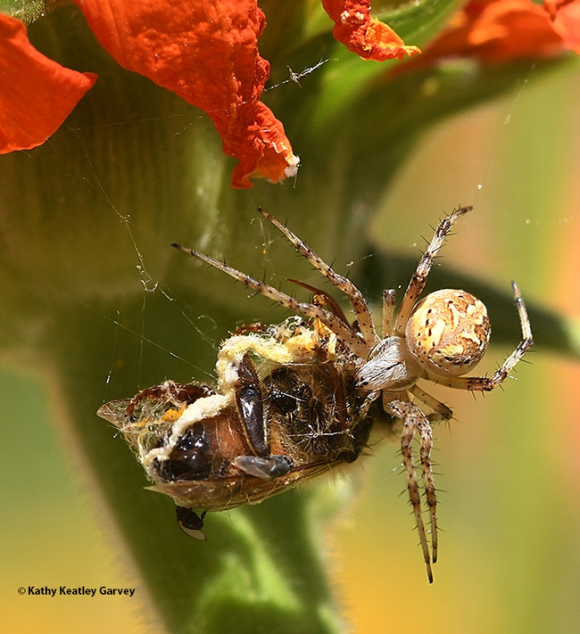 A  spider executes Plan Bee. (Photo by Kathy Keatley Garvey)