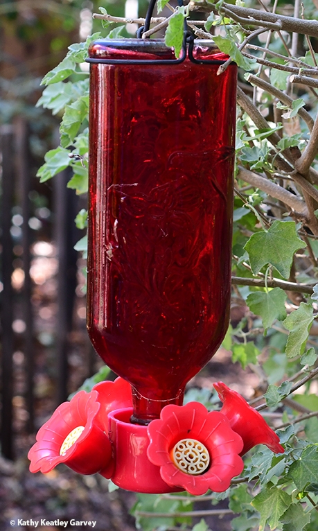 Some companies that manufacture hummingbird feeders use red, see-through glass. This feeder does not contain a dye. (Photo by Kathy Keatley Garvey)
