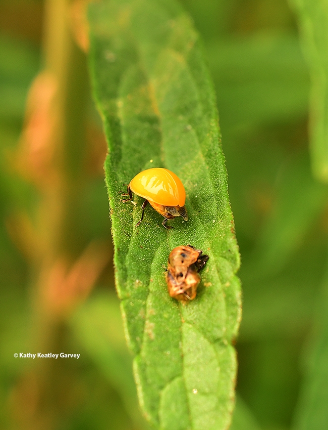 The lady beetle, aka ladybug, heads up the leaf, leaving its pupal case behind. (Photo by Kathy Keatley Garvey)