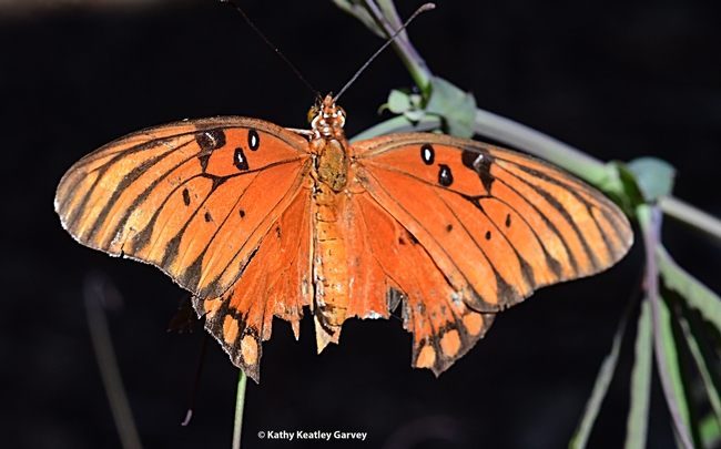 A Gulf Fritillary, Agraulis vanillae, manages to fly despite a huge chunk missing from her wings. (Photo by Kathy Keatley Garvey)