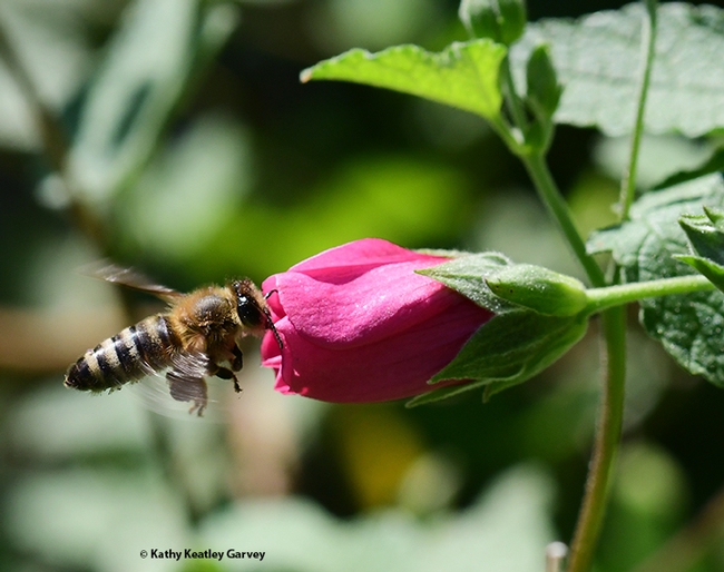 Are you really closed for bees-ness? The honey bee peers inside the cape mallow. (Photo by Kathy Keatley Garvey)