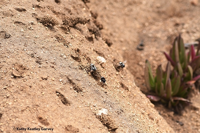 Digger bees, Anthophora bomboides stanfordiana, building their nests in the sand cliffs off Bodega Head. (Photo by Kathy Keatley Garvey)