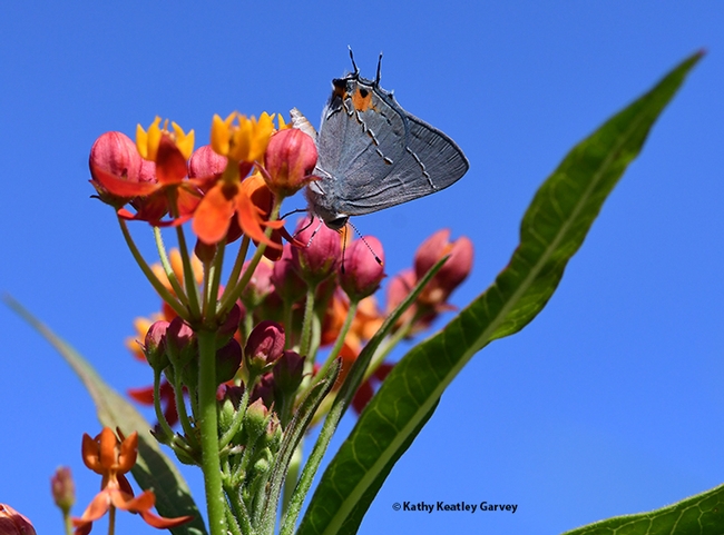 The gray hairstreak, Strymon melinus, finds a play her lay her eggs, on the buds of a tropical milkweed, Asclepias curassavica. (Photo by Kathy Keatley Garvey)
