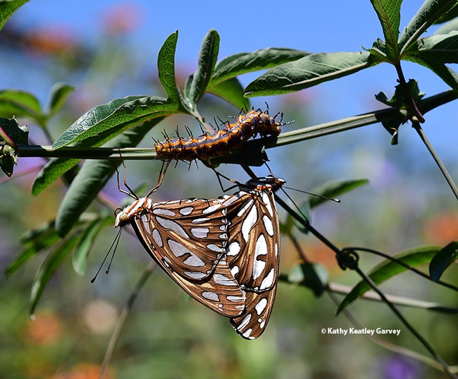A caterpillar inches along the altar of the Gulf Fritillaries. (Photo by Kathy Keatley Garvey)