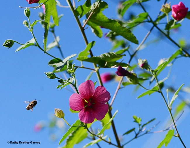 A honey bee heads for the  Anisodontea sp. ‘Strybing Beauty.' (Photo by Kathy Keatley Garvey)