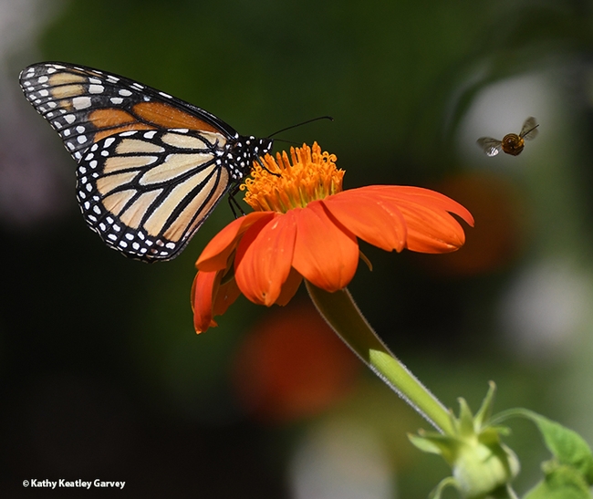 A territorial male bee, Melissodes agilis, targets a monarch nectaring on a Mexican sunflower, Tithonia rotundifola, in July 2020 in Vacaville, Calif. (Photo by Kathy Keatley Garvey)