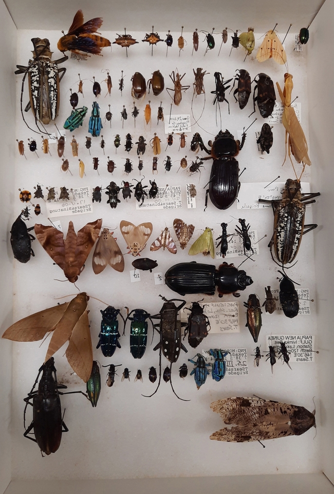 This is another image of the Bohart Museum of Entomology collection that will be gifted to Atatürk University, Turkey. (Bohart Museum photo)