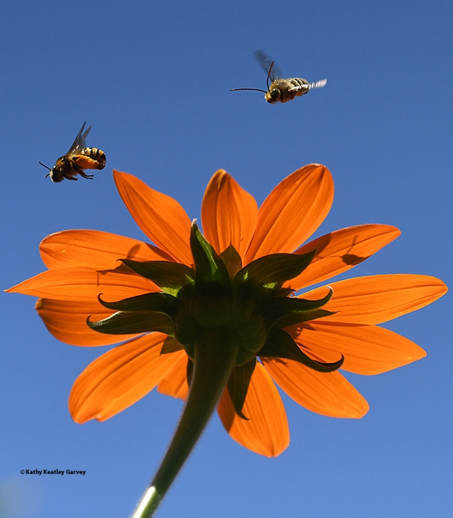 A male long-horned bee, Melissodes agilis, chases a female of the species over a Mexican sunflower, Tithonia rotundifola, in a Vacaville pollinator garden. (Photo by Kathy Keatley Garvey)