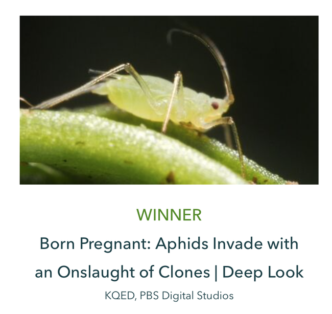 Josh Cassidy's Deep Look video on aphids won an international award. UC Davis entomologist Ian Grettenberg shared his expertise.(Screen shot)