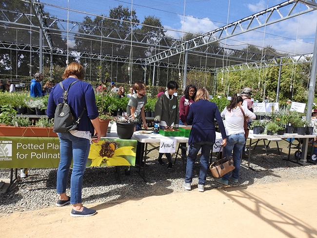 This is a scene from the pre-COVID-19 UC Davis Arboretum Teaching Nursery plant sales. The sales are now online, with curbside pickup. (Photo by Kathy Keatley Garvey)