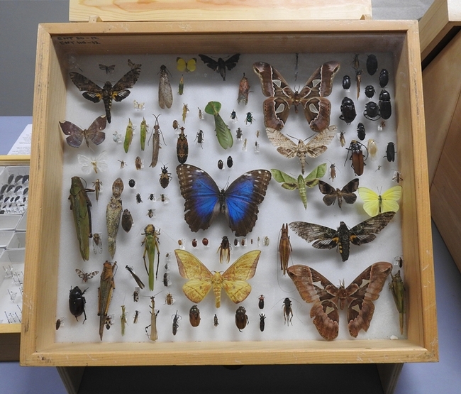 A display of insects collected by Bohart Museum scientists and associates on a bioblitz tour in Belize. (Photo by Kathy Keatley Garvey)