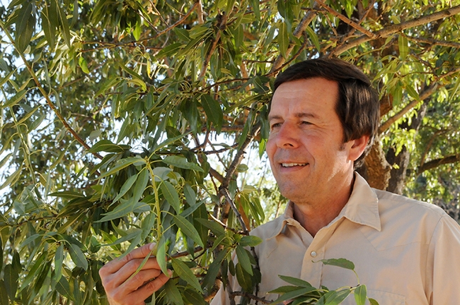 Frank Zalom, a former 16-year director of the UC Statewide Integrated Pest Management Program, examines an almond tree. (Photo by Kathy Keatley Garvey)