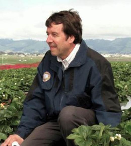 IPM specialist Frank Zalom in a strawberry field. (Photo by John Stumbos)