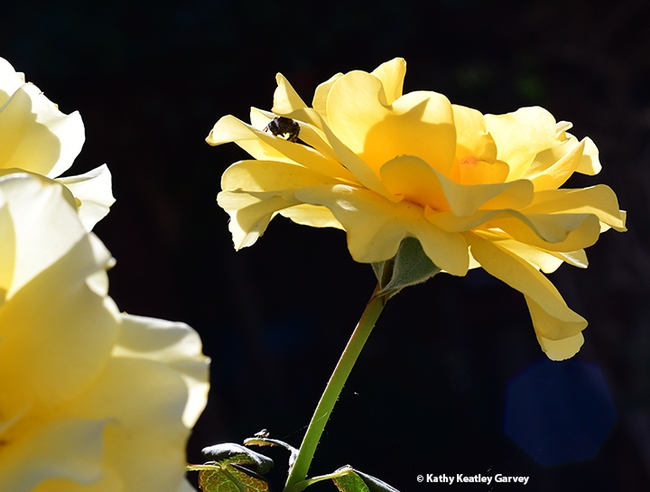 Look closely and you'll see a jumping spider huddled in the petals of this yellow rose. (Photo by Kathy Keatley Garvey)