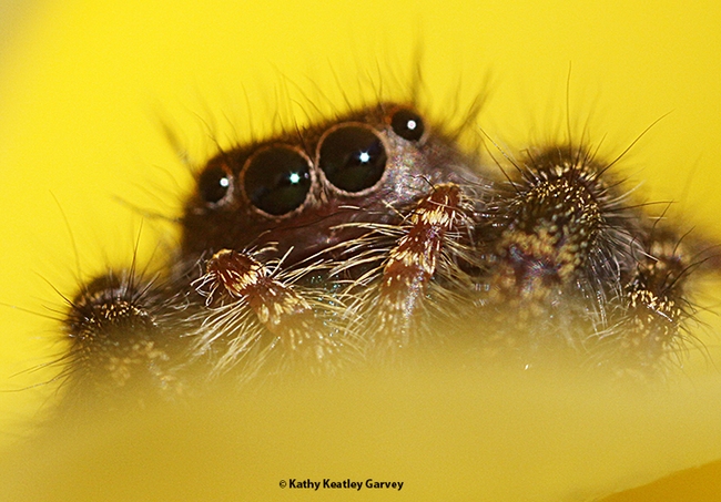 Close-up of the jumping spider. (Photo by Kathy Keatley Garvey)