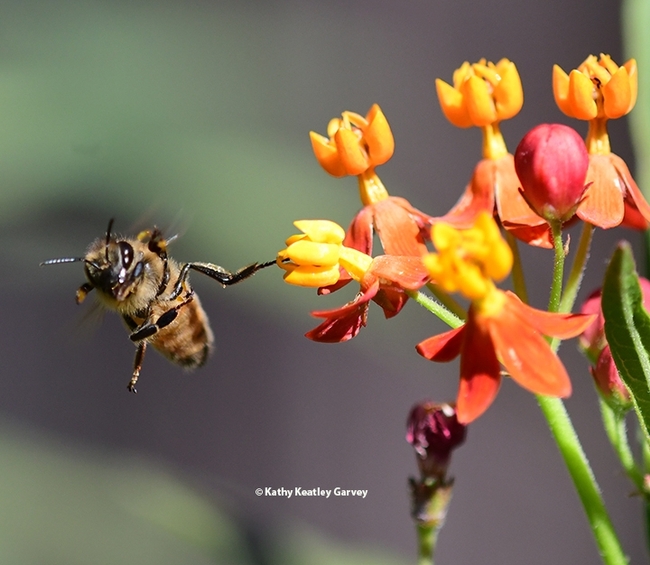 Right, left, up and down, the honey bee tries to free herself from the milkweed 
