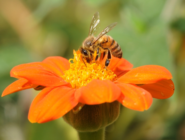 Honey bee nectaring a Mexican sunflower. (Photo by Kathy Keatley Garvey)