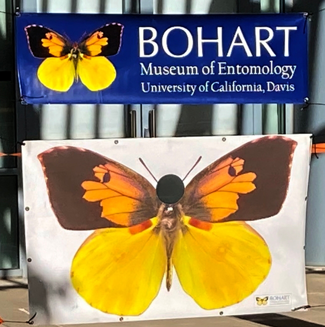 The Bohart Museum signs (the work of Greg Kareofelas, Bohart associate) decorated the Bohart Museum's Aggie Pride Day. (Photo by Greg Kareofelas)