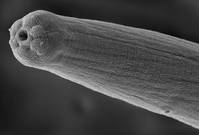 A scanning electron micrograph of a nematode, a Steinernema carpocapsae, spitting venom. (Image by Adler Dillman)