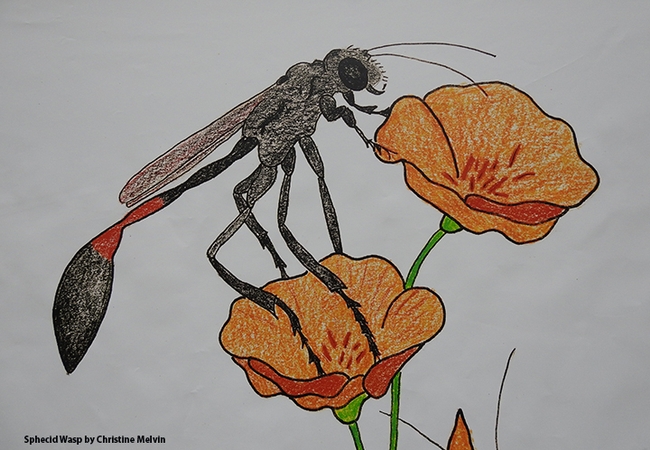 Close-up of a drawing of a sphecid wasp by Christine Melvin.