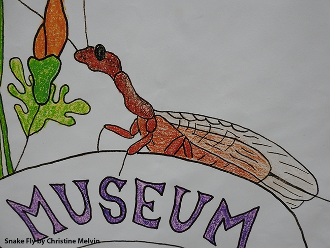 Close-up of a drawing of a snake fly by Christine Melvin.
