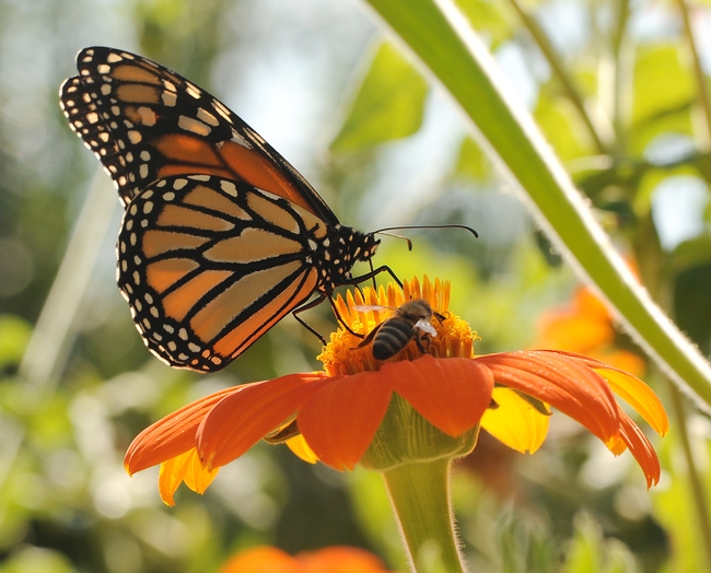 Two's company--a Monarch butterfly and a honey bee share nectar from the same flower.  (Photo by Kathy Keatley Garvey)