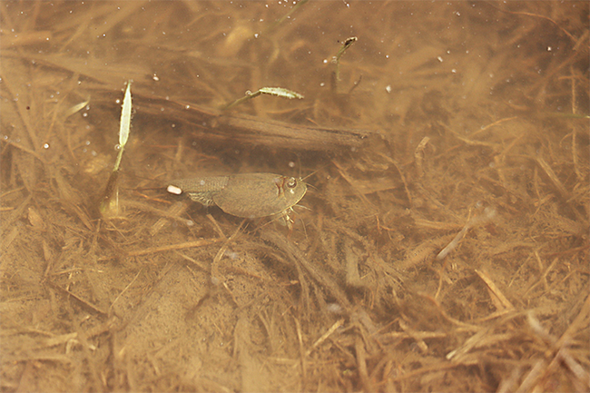 A tadpole shrimp feasting on rice seedlings. (Photo by Ian Grettenberger)