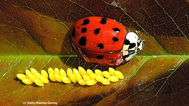 A lady beetle and her eggs in a Vacaville garden. Everything in nature is connected, says Frédérique Lavoipierre. If you have no aphids, no lady beetles or soldier beetles for you. (Photo by Kathy Keatley Garvey)