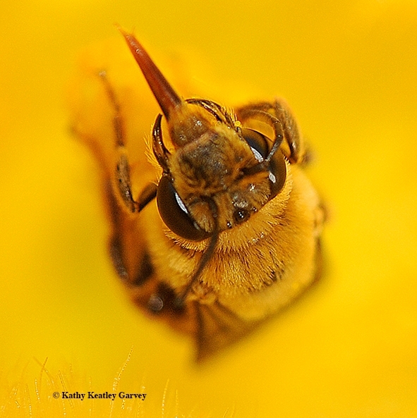 Close-up of a squash bee. Native to North America, it pollinates cucurbit blossoms early in the morning. The blossoms usually close around noon. (Photo by Kathy Keatley Garvey)