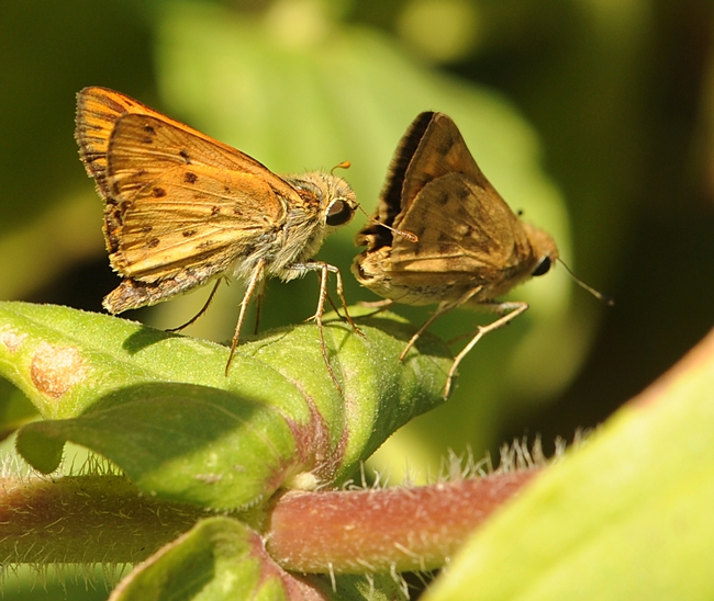 The male Fiery Skipper (Hylephila phyleus) often head-butts the female's genitalia during courtship, says noted butterfly expert Art Shapiro of UC Davis. (Photo by Kathy Keatley Garvey)