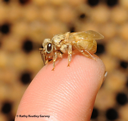 Newly emerged honey bee (Photo by Kathy Keatley Garvey)
