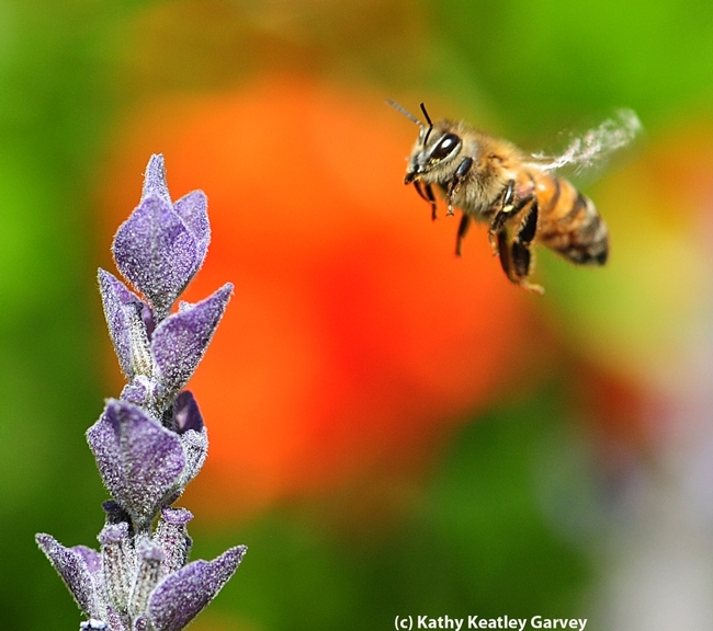 Honey bee heading toward lavender. (Photo by Kathy Keatley Garvey)